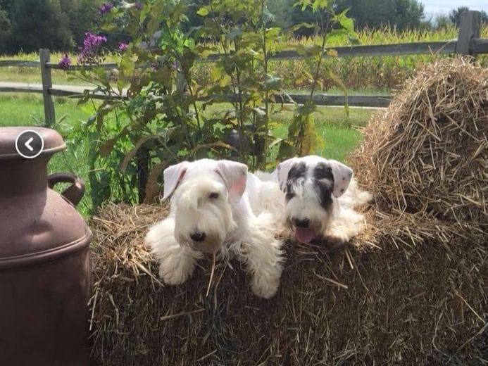Afterglow Sealyham Terrier Puppies breeder image 10