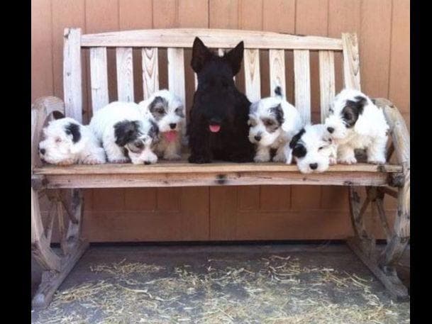 Afterglow Sealyham Terrier Puppies breeder image 11