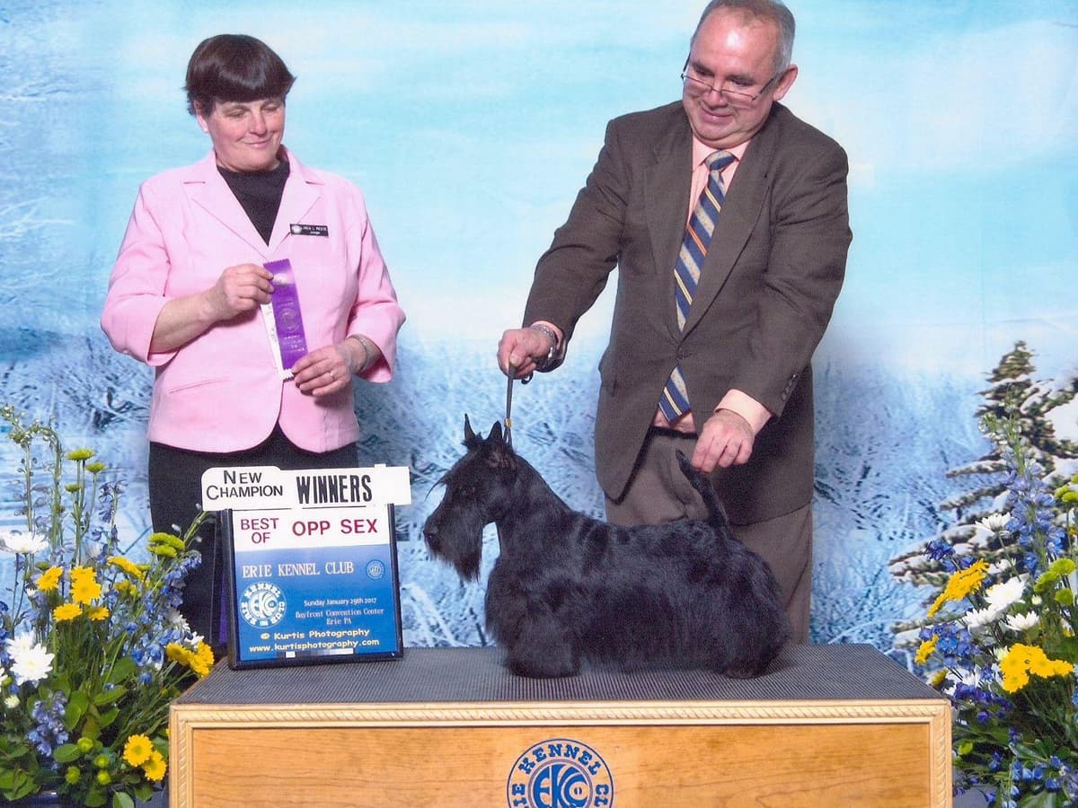 Afterglow Sealyham Terrier Puppies breeder image 19