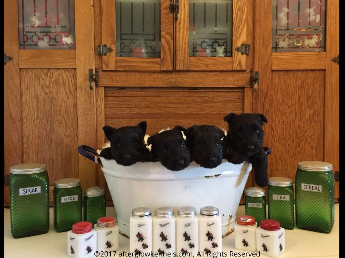 Afterglow Sealyham Terrier Puppies breeder image 6