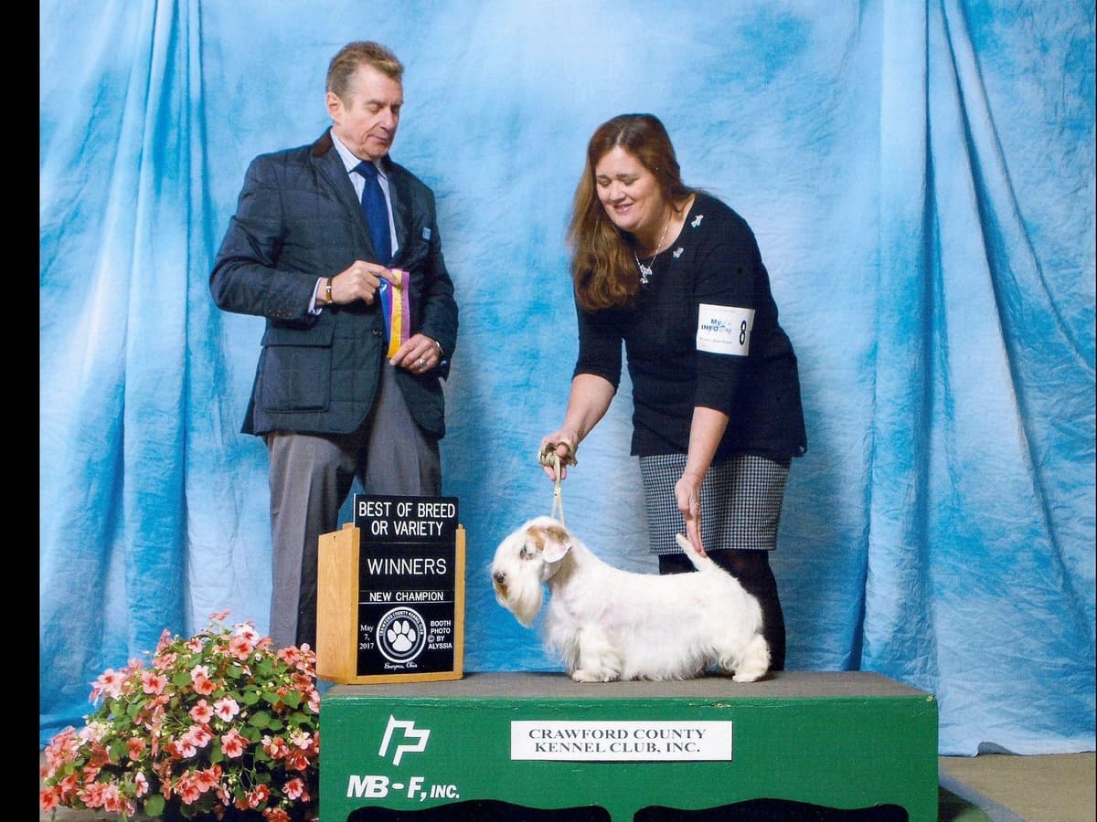 Afterglow Sealyham Terrier Puppies breeder image 21
