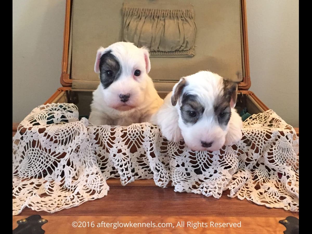 Afterglow Sealyham Terrier Puppies breeder image 12