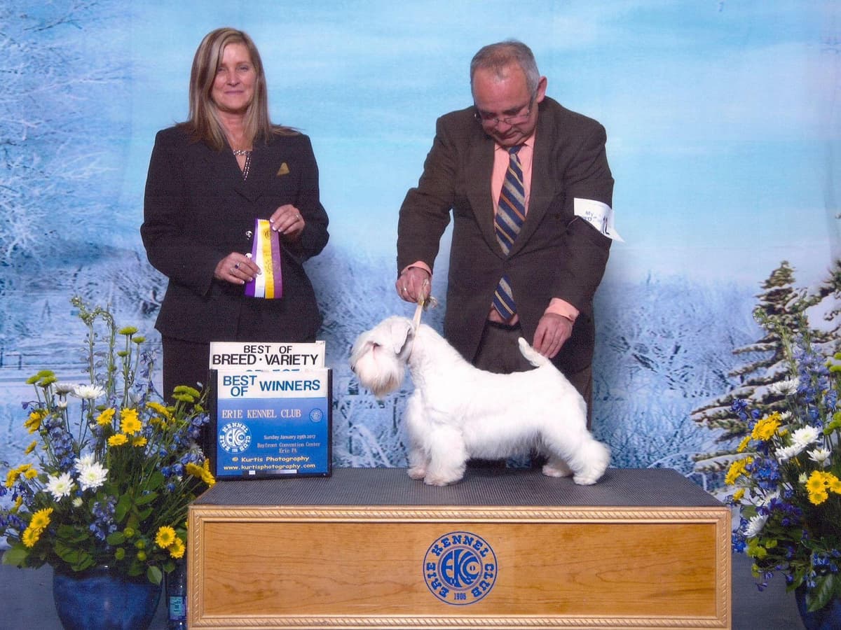 Afterglow Sealyham Terrier Puppies breeder image 24