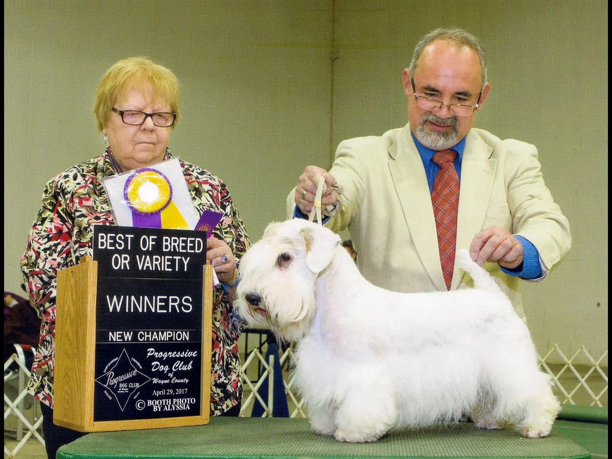 Afterglow Sealyham Terrier Puppies breeder image 23