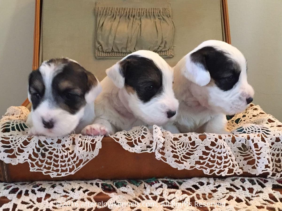 Afterglow Sealyham Terrier Puppies breeder image 28