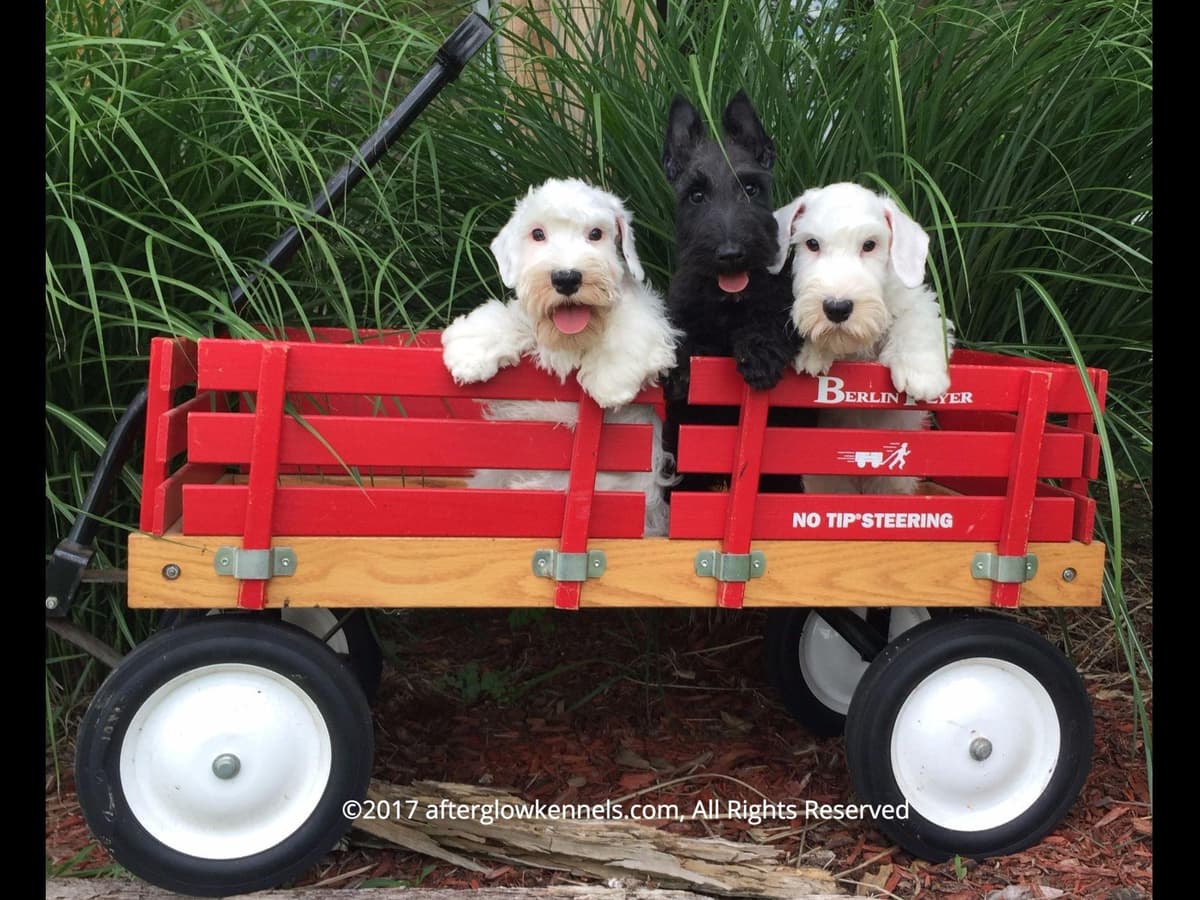 Afterglow Sealyham Terrier Puppies breeder image 3