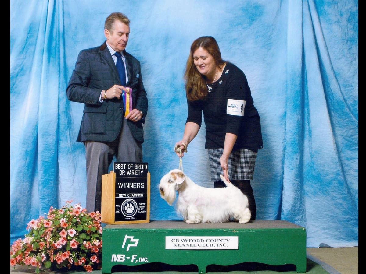 Afterglow Sealyham Terrier Puppies breeder image 26