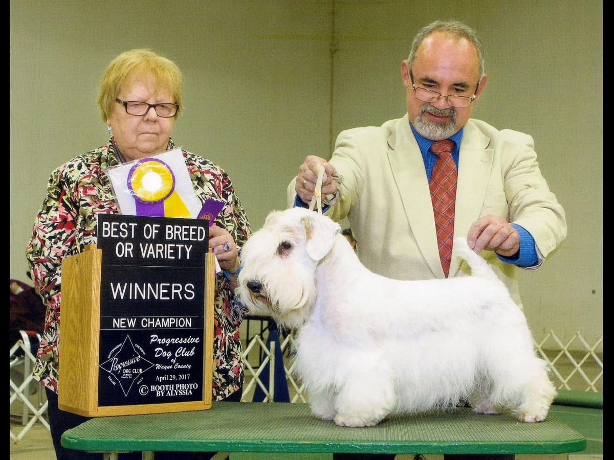 Afterglow Sealyham Terrier Puppies breeder image 27
