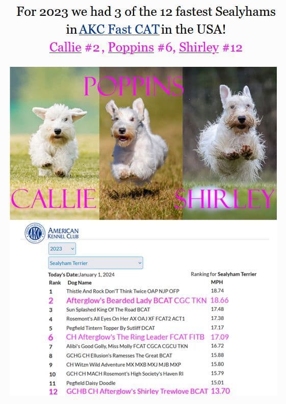 Afterglow Sealyham Terrier Puppies breeder image 25