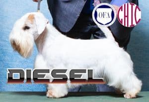 Afterglow Sealyham Terrier Puppies media 2