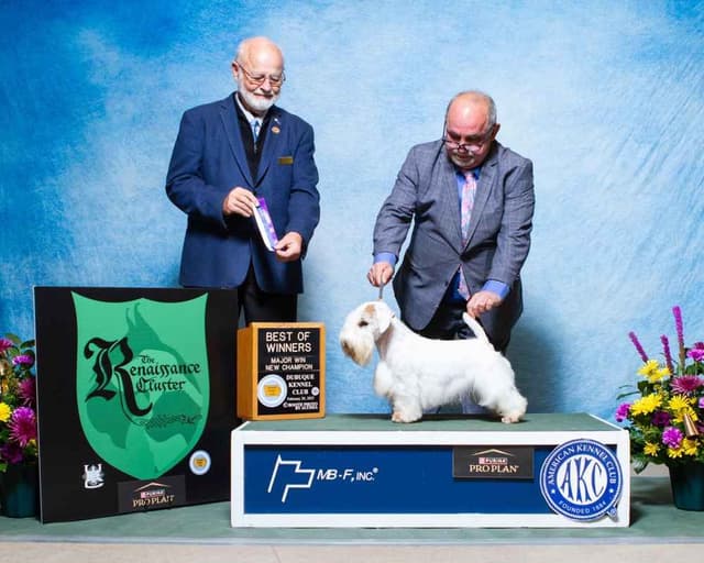 Afterglow Sealyham Terrier Puppies media 4