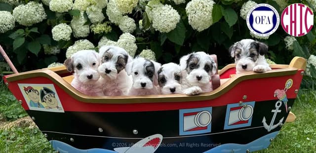 Afterglow Sealyham Terrier Puppies media 7