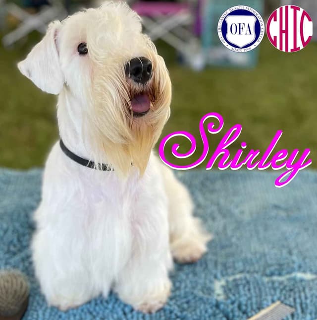 Afterglow Sealyham Terrier Puppies media 8