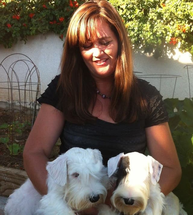 Afterglow Sealyham Terrier Puppies media 10