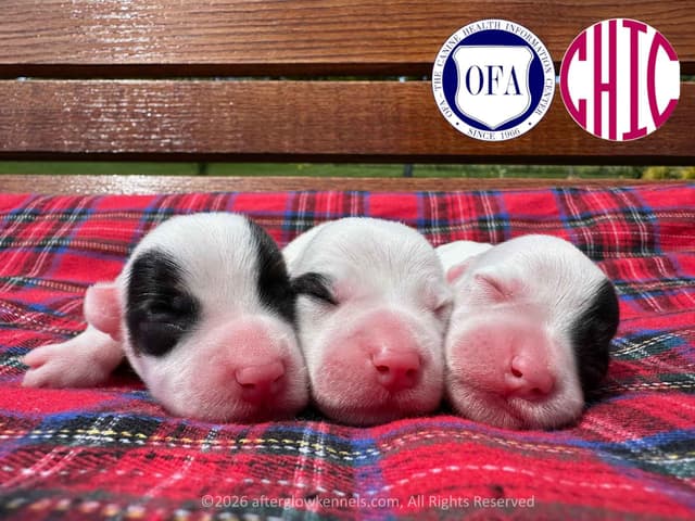 Afterglow Sealyham Terrier Puppies media 12