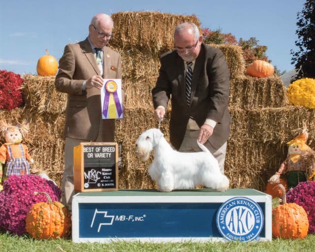 Afterglow Sealyham Terrier Puppies media 14