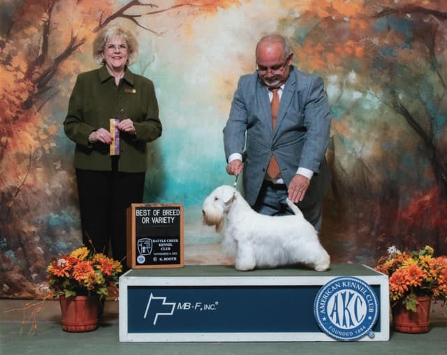 Afterglow Sealyham Terrier Puppies media 15