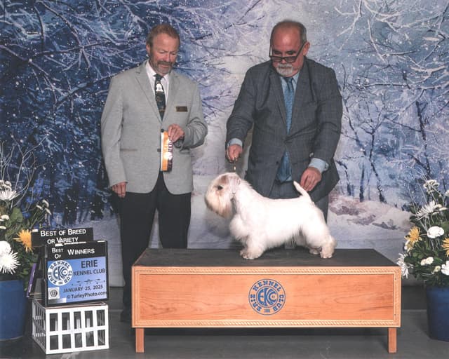 Afterglow Sealyham Terrier Puppies media 17