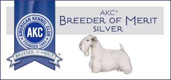Afterglow Sealyham Terrier Puppies media 18
