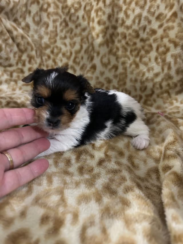 Yorkshire Terrier Puppies media 2