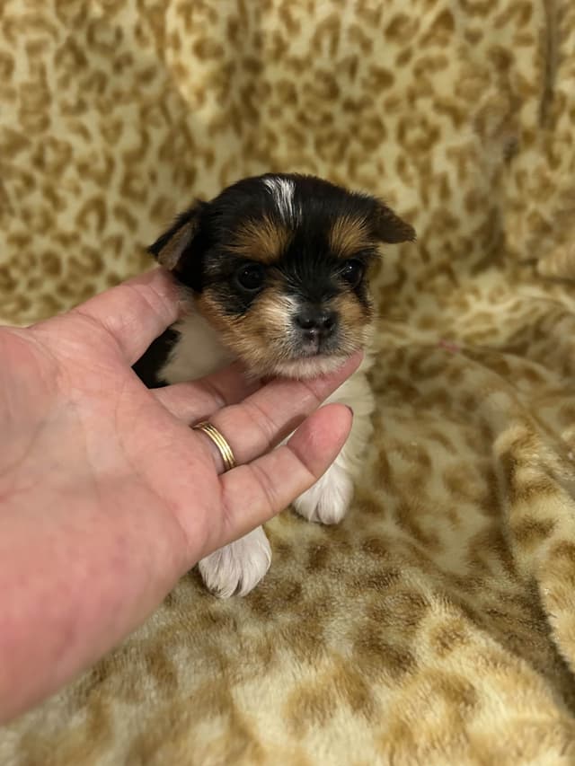 Yorkshire Terrier Puppies media 3