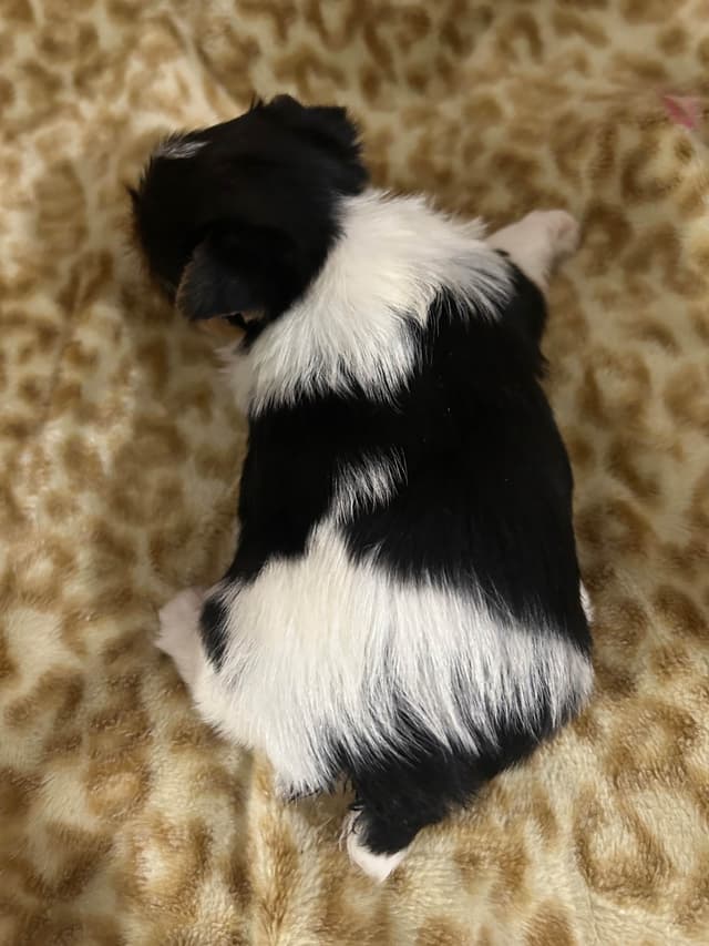 Yorkshire Terrier Puppies media 4