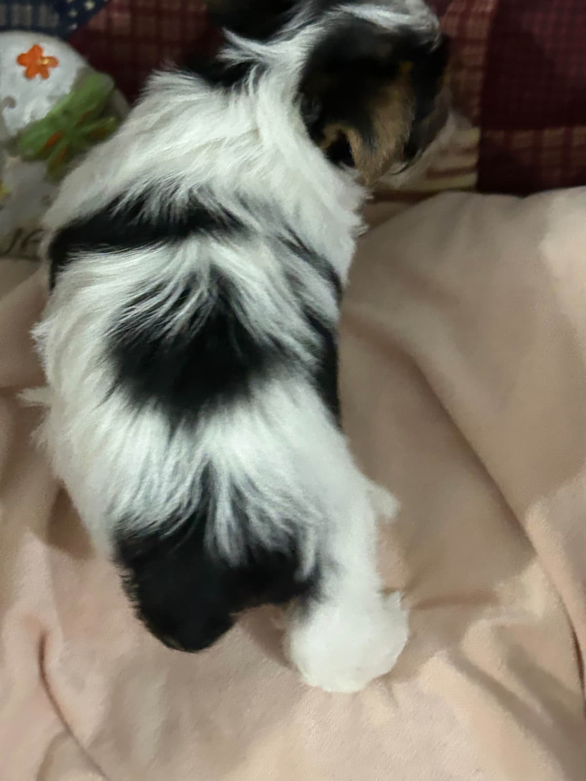 Yorkshire Terrier Puppies breeder image 1