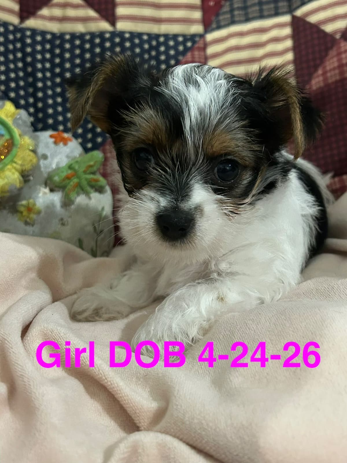 Yorkshire Terrier Puppies breeder image 3