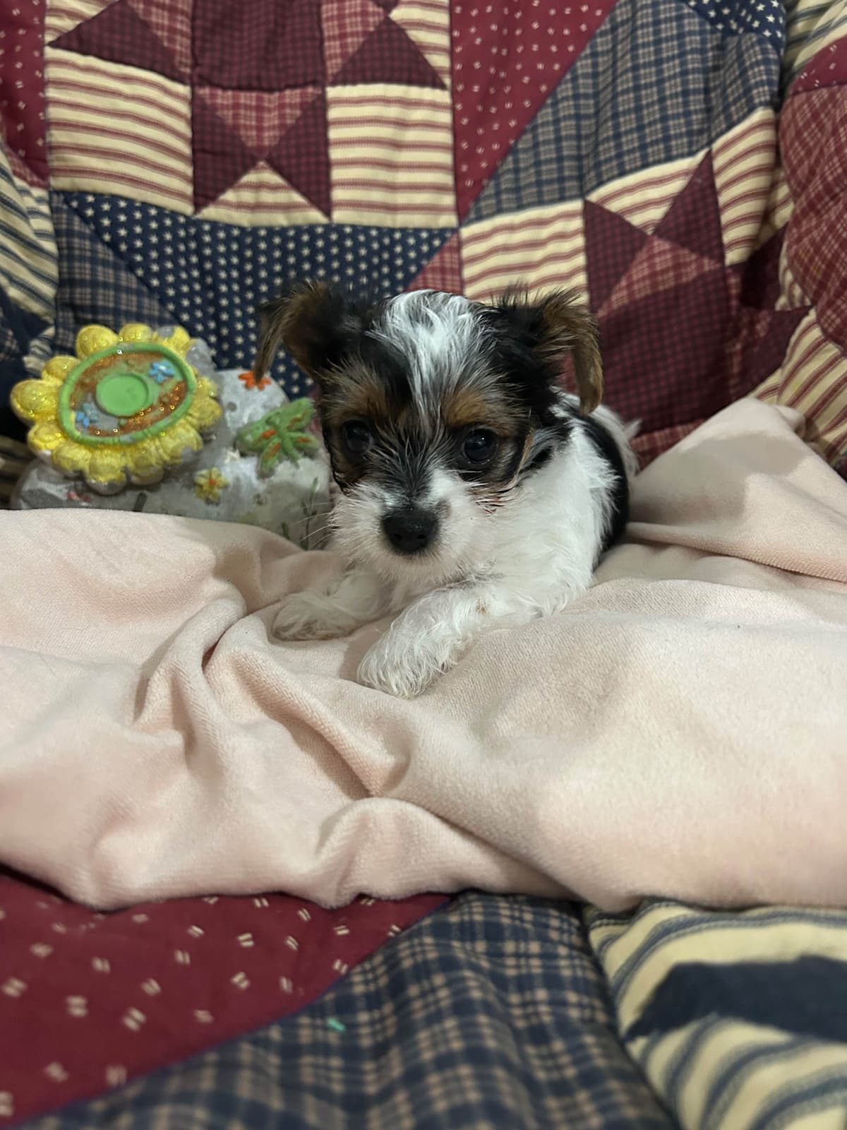 Yorkshire Terrier Puppies breeder image 5