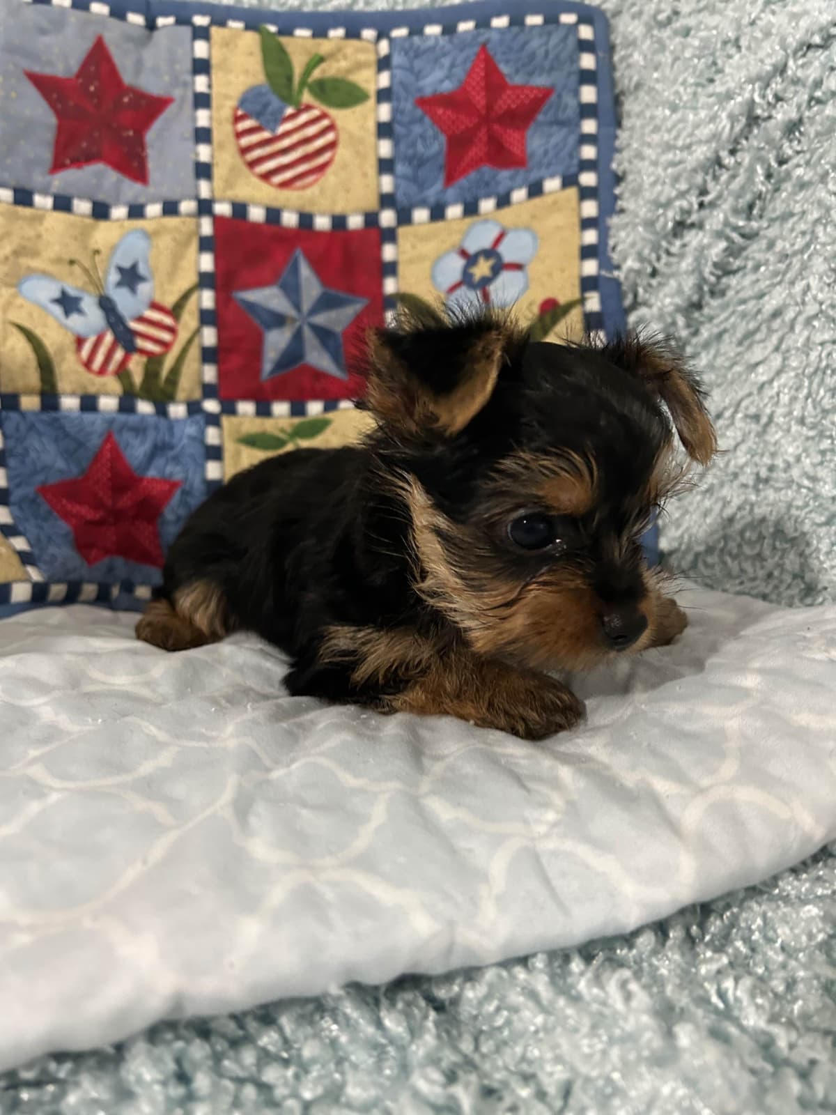 Yorkshire Terrier Puppies breeder image 6