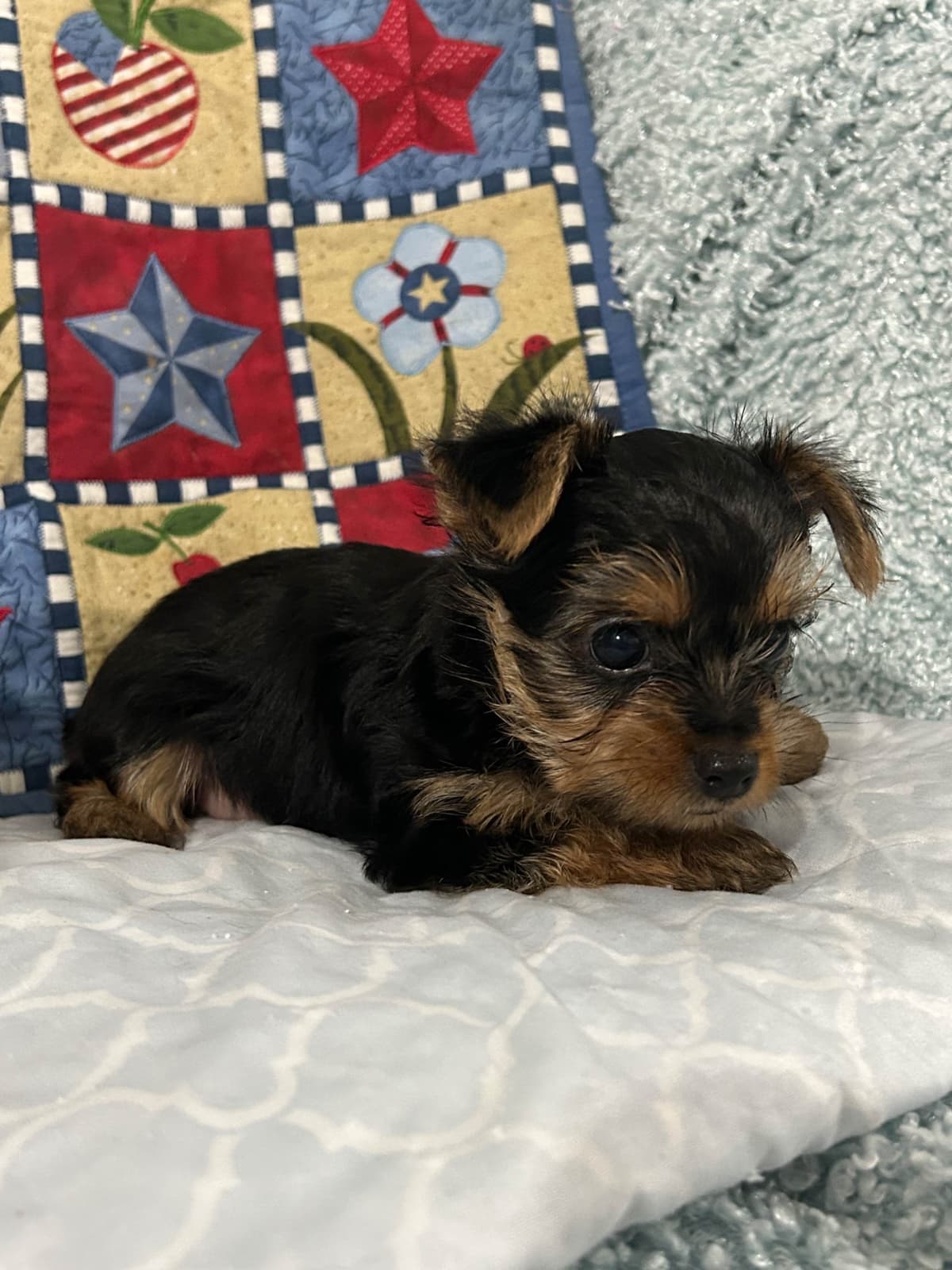 Yorkshire Terrier Puppies breeder image 7
