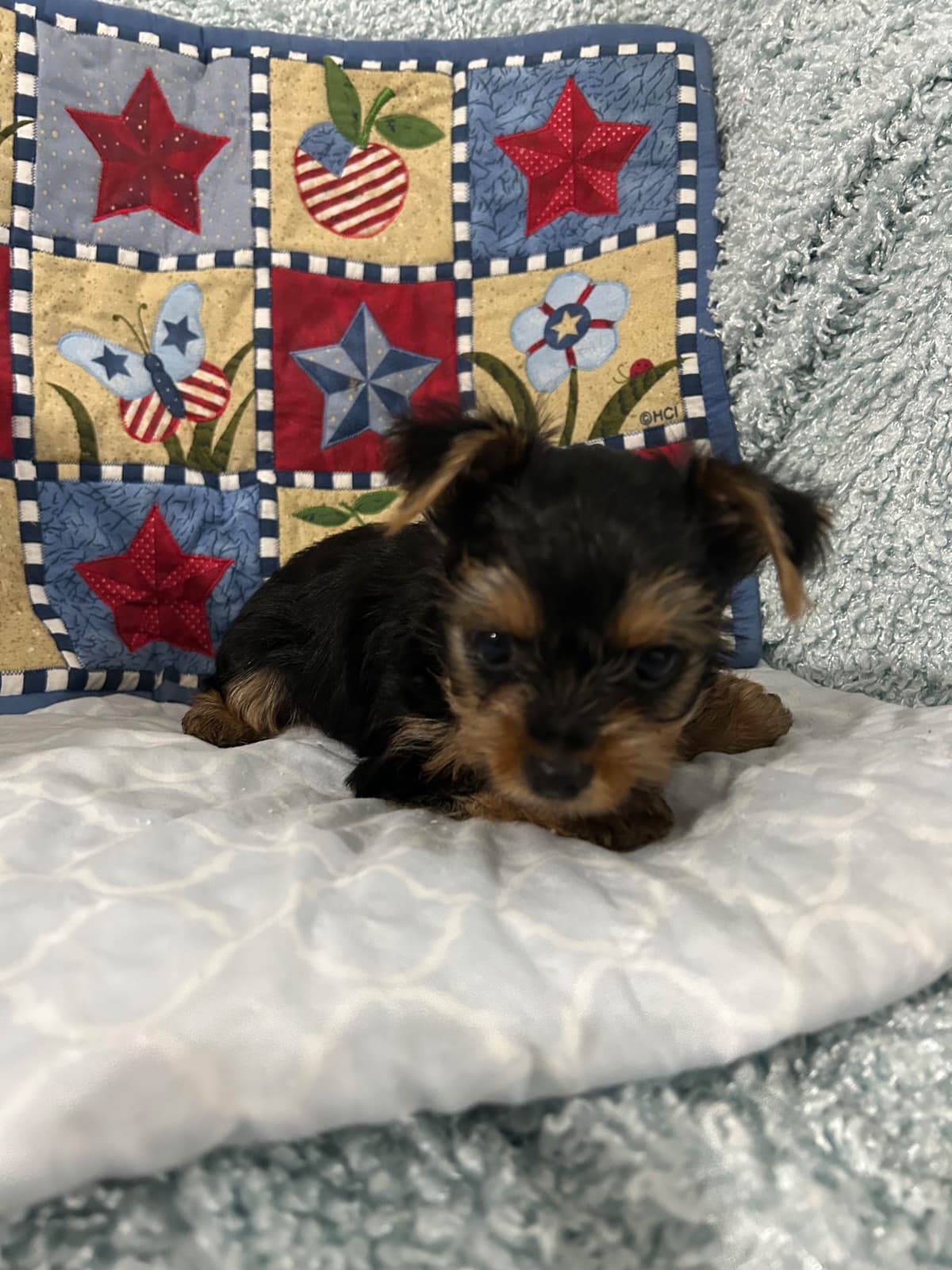 Yorkshire Terrier Puppies breeder image 8