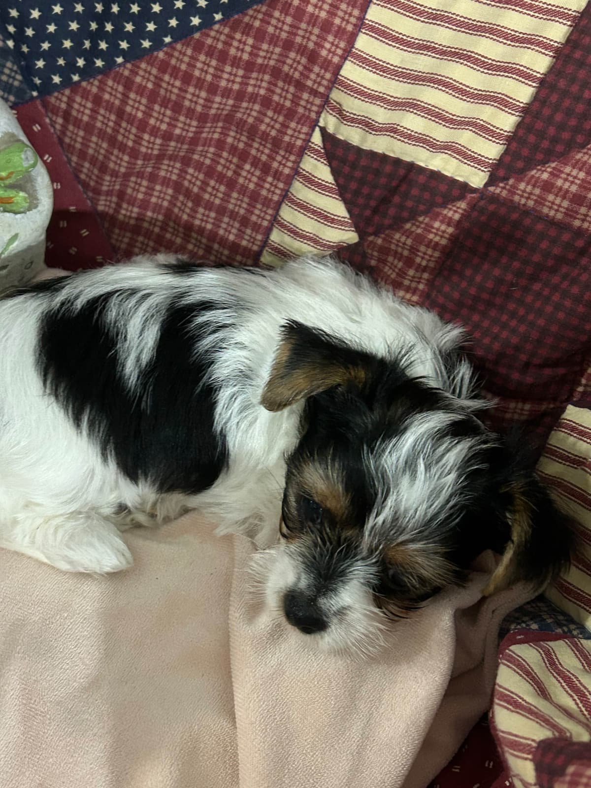 Yorkshire Terrier Puppies breeder image 9