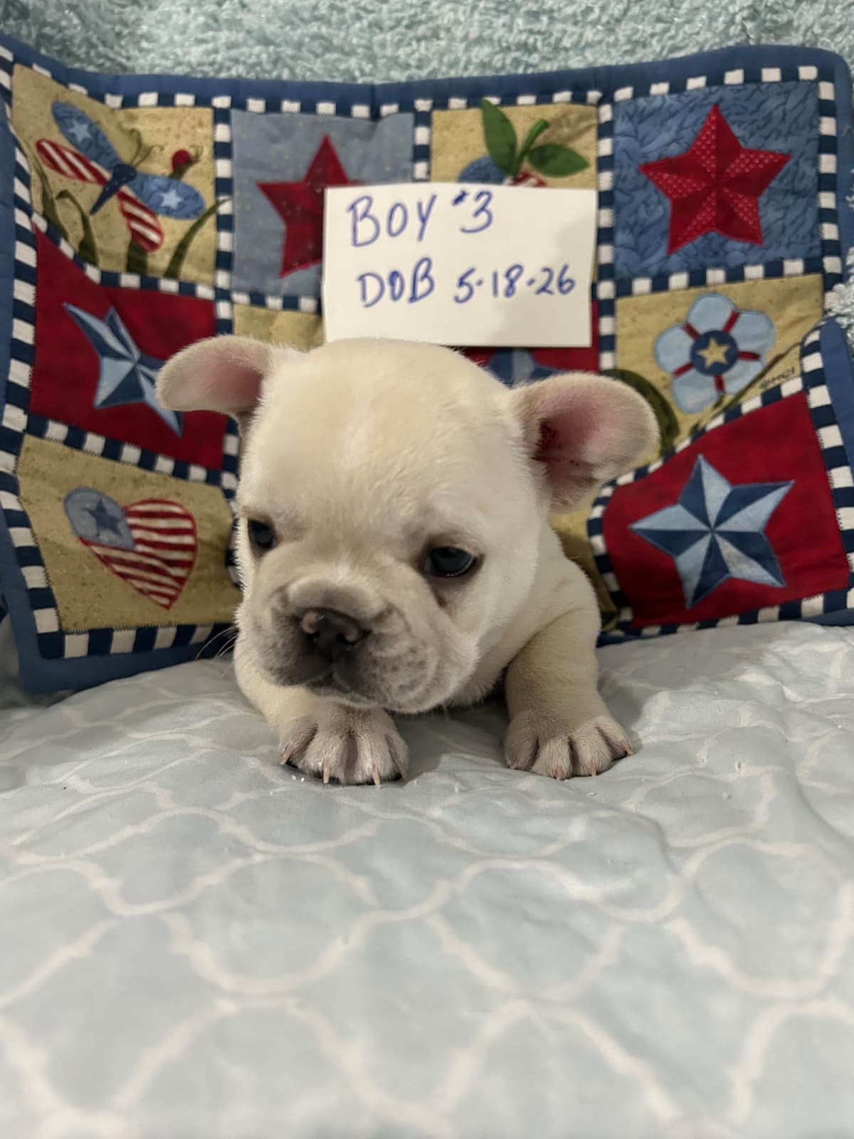 Yorkshire Terrier Puppies breeder image 11