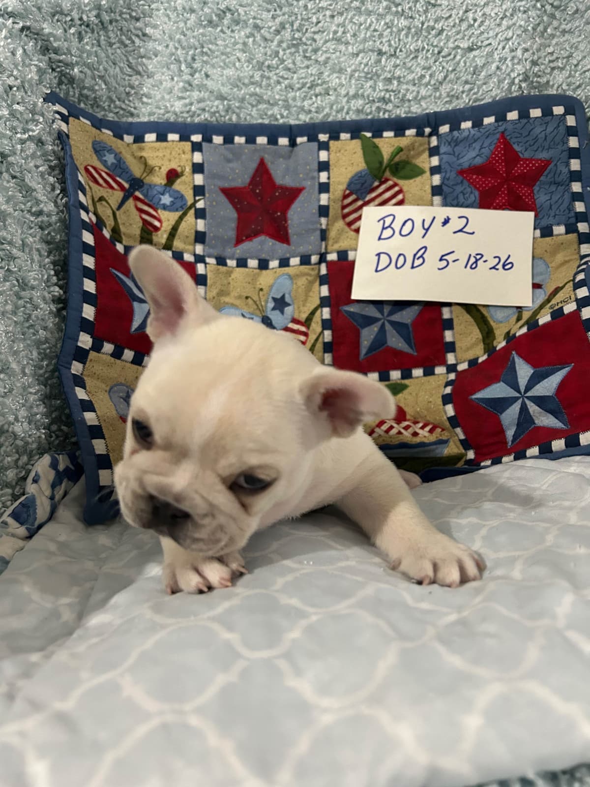Yorkshire Terrier Puppies breeder image 14