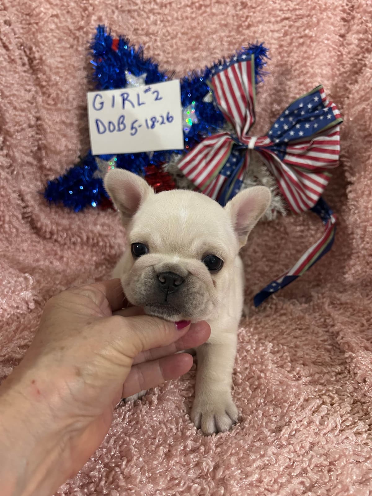 Yorkshire Terrier Puppies breeder image 15