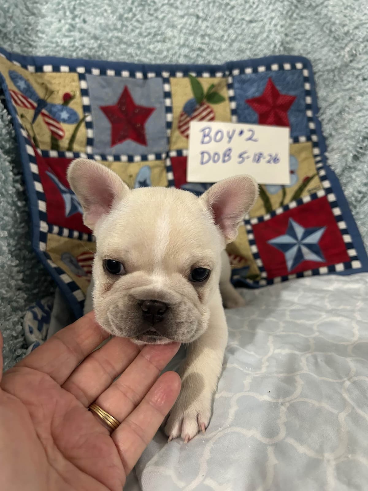Yorkshire Terrier Puppies breeder image 17