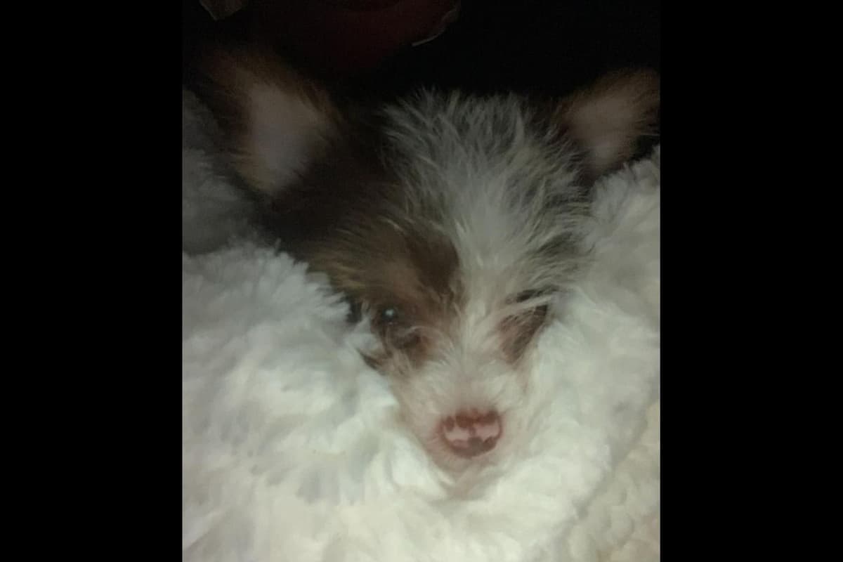 Yorkshire Terrier Puppies breeder image 7