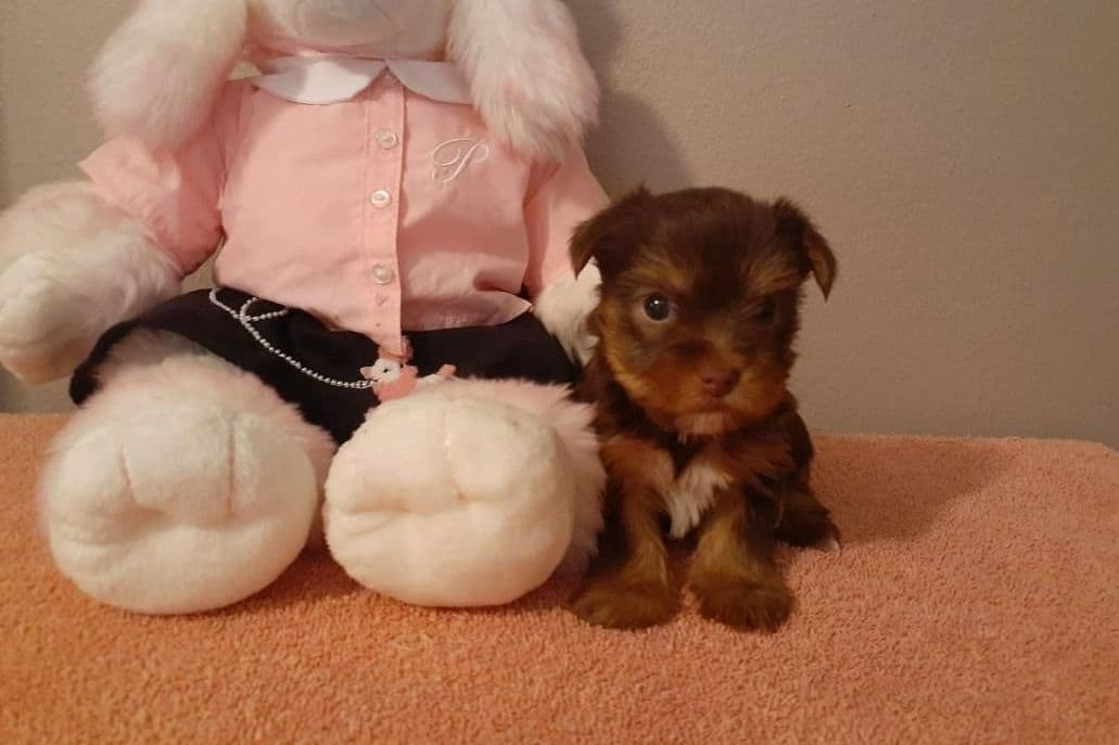 Yorkshire Terrier Puppies breeder image 6