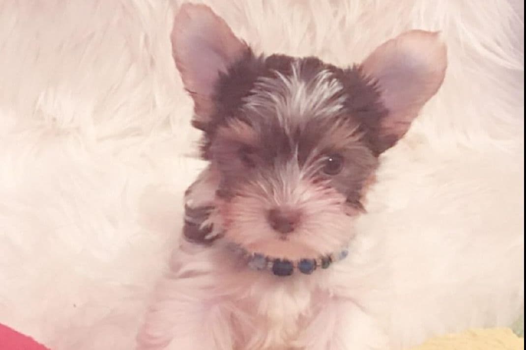 Yorkshire Terrier Puppies breeder image 8