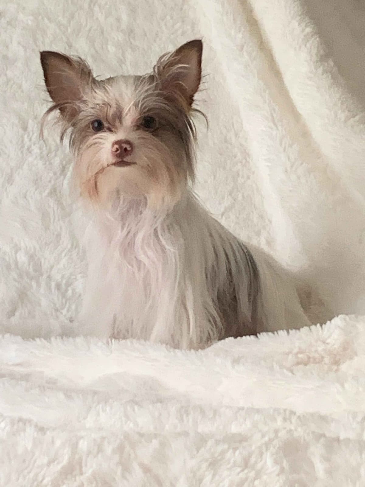 Yorkshire Terrier Puppies breeder image 1