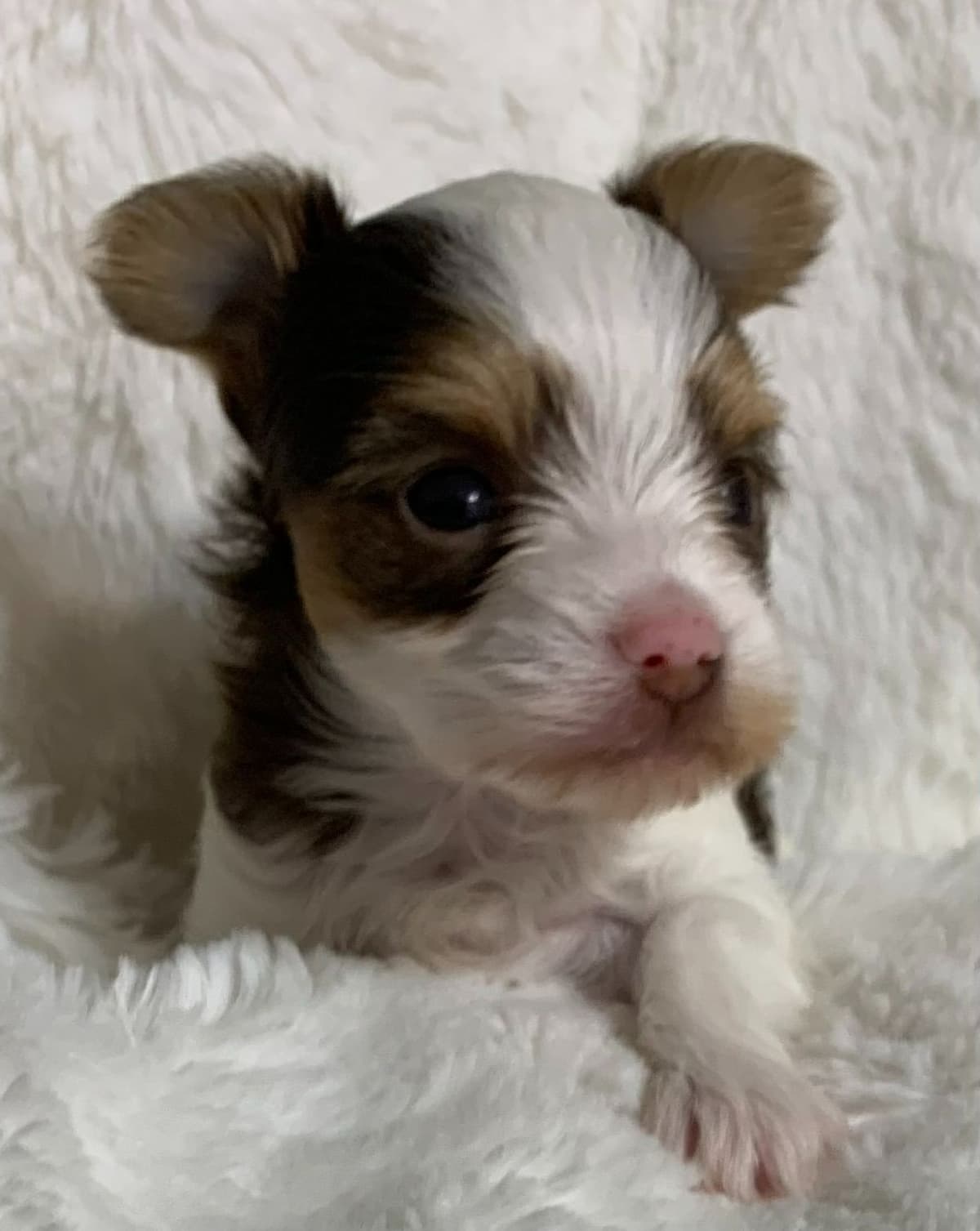 Yorkshire Terrier Puppies breeder image 11
