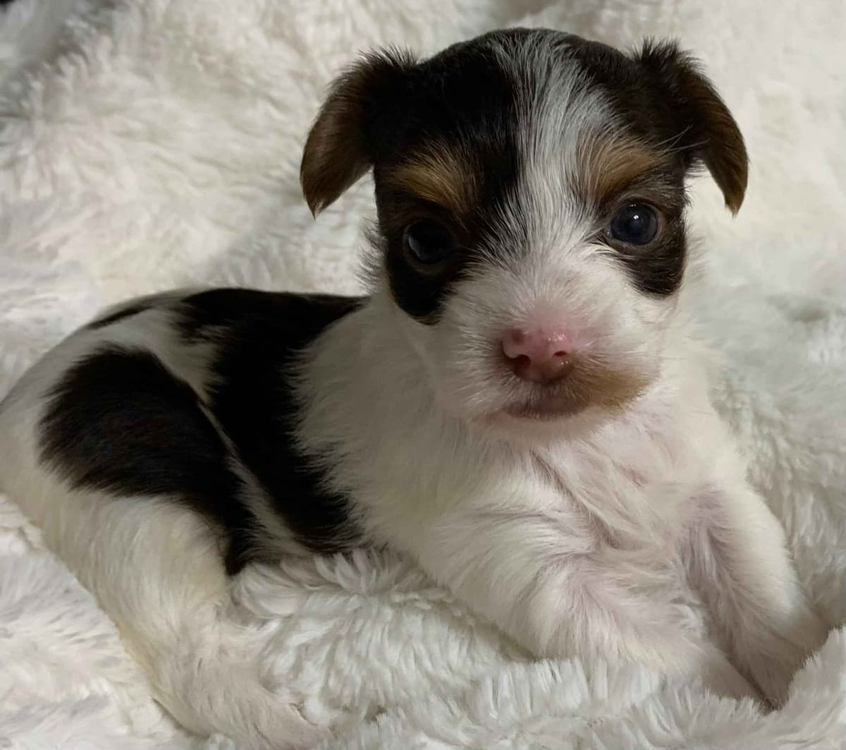 Yorkshire Terrier Puppies breeder image 12