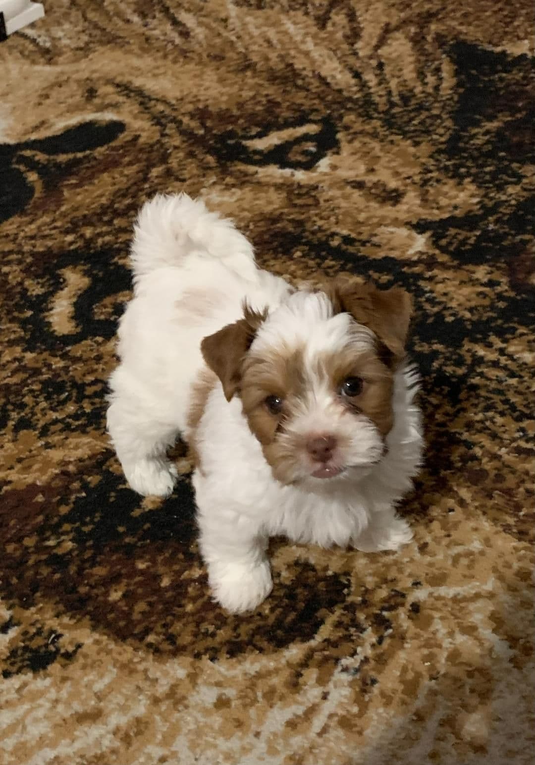 Yorkshire Terrier Puppies breeder image 4