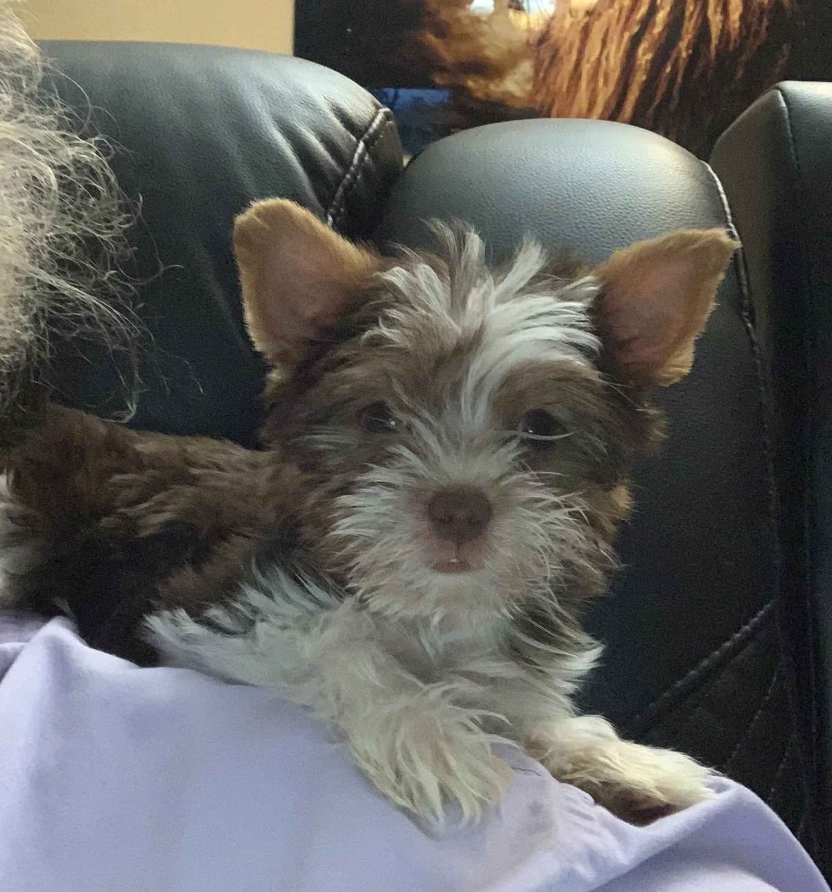 Yorkshire Terrier Puppies breeder image 14