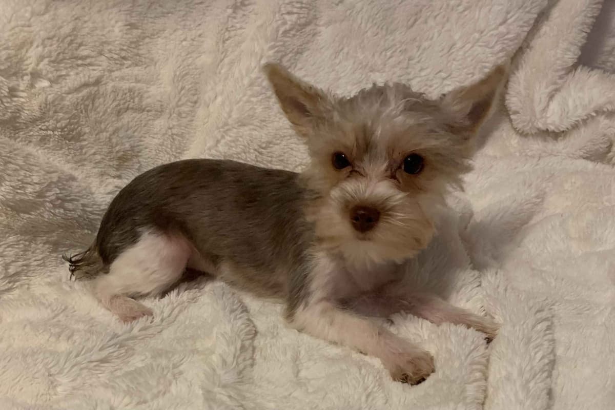 Yorkshire Terrier Puppies breeder image 15