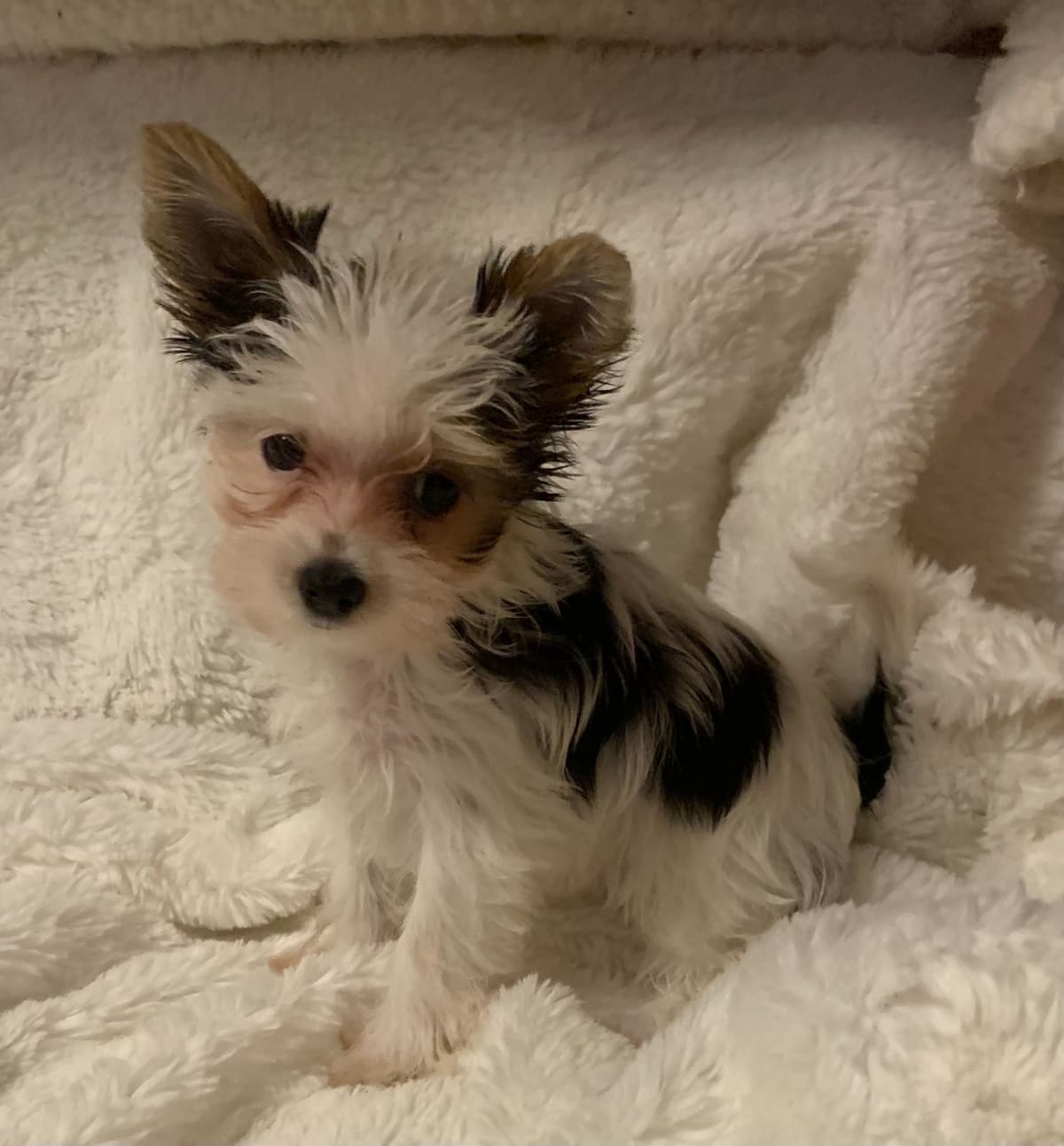 Yorkshire Terrier Puppies breeder image 16