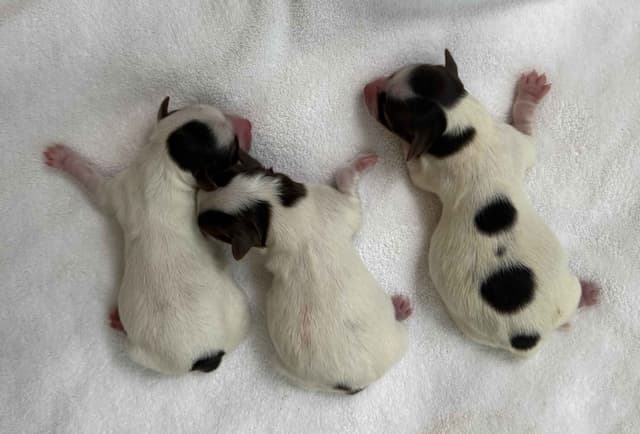 Yorkshire Terrier Puppies media 2