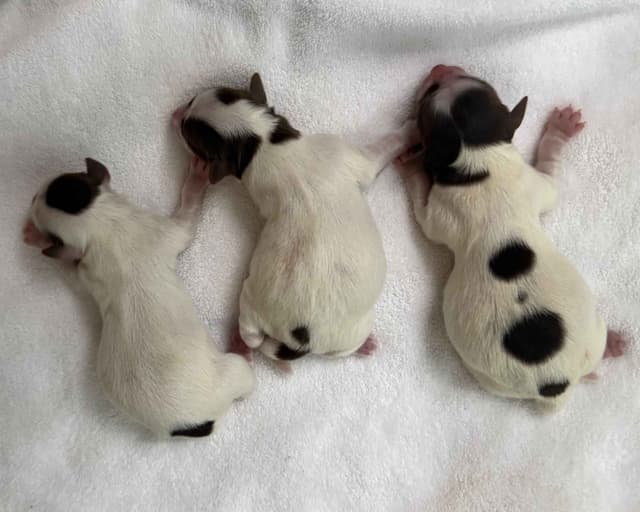 Yorkshire Terrier Puppies media 3