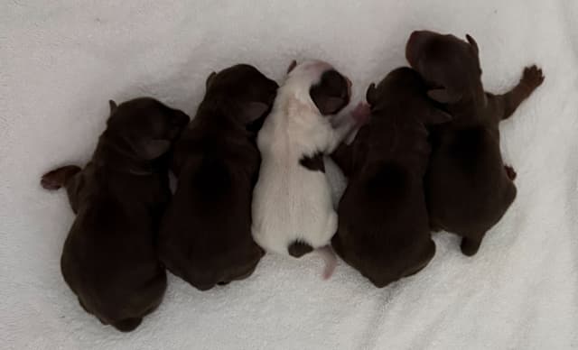 Yorkshire Terrier Puppies media 2